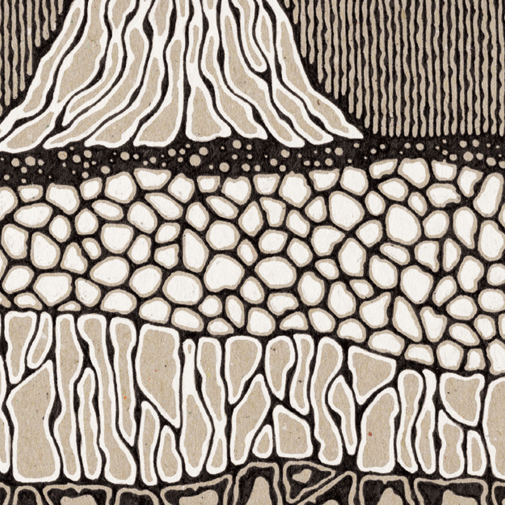 Tree illustration in black and brown and white